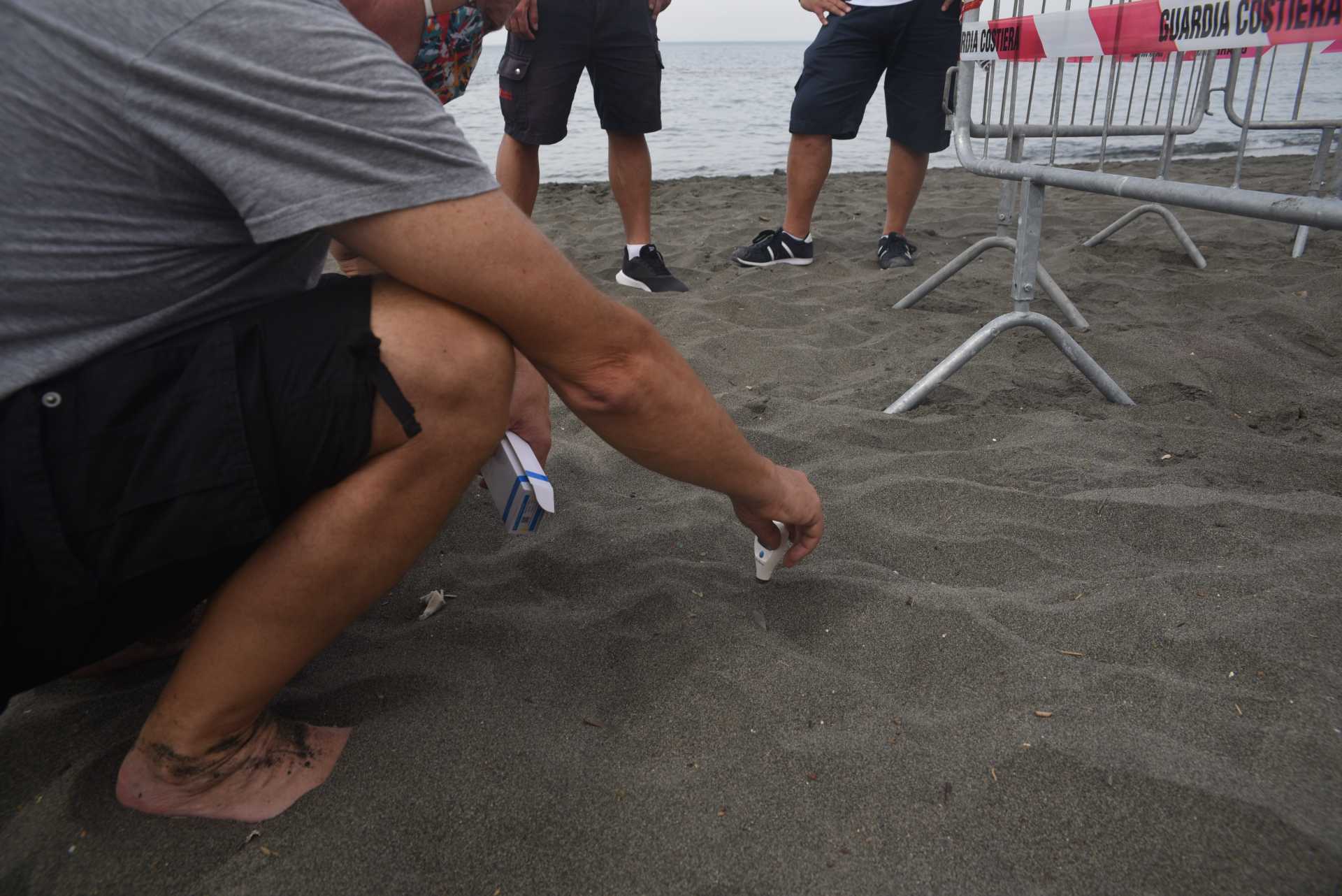 Una tartaruga marina deposita le sue uova a Ostia